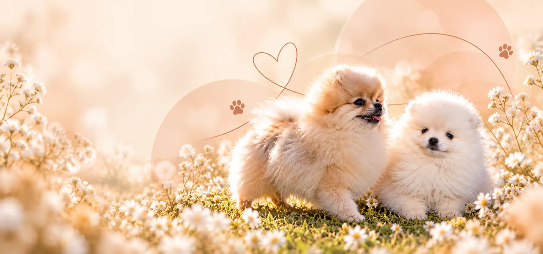 An orange-sable and a white Forsan Pomeranian side by side among baby's breath flowers