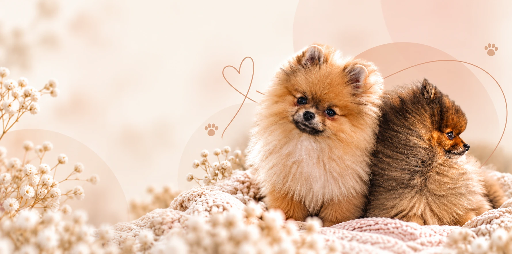 Two Forsan Pomeranian puppies cuddling on a cream knit blanket among baby's breath flowers