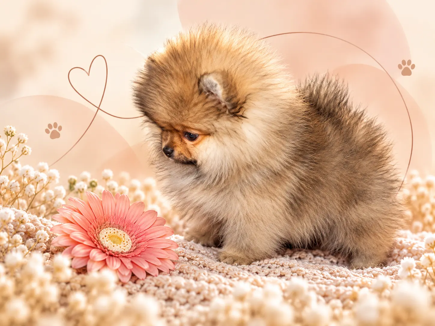 Previous Forsan-bred puppies