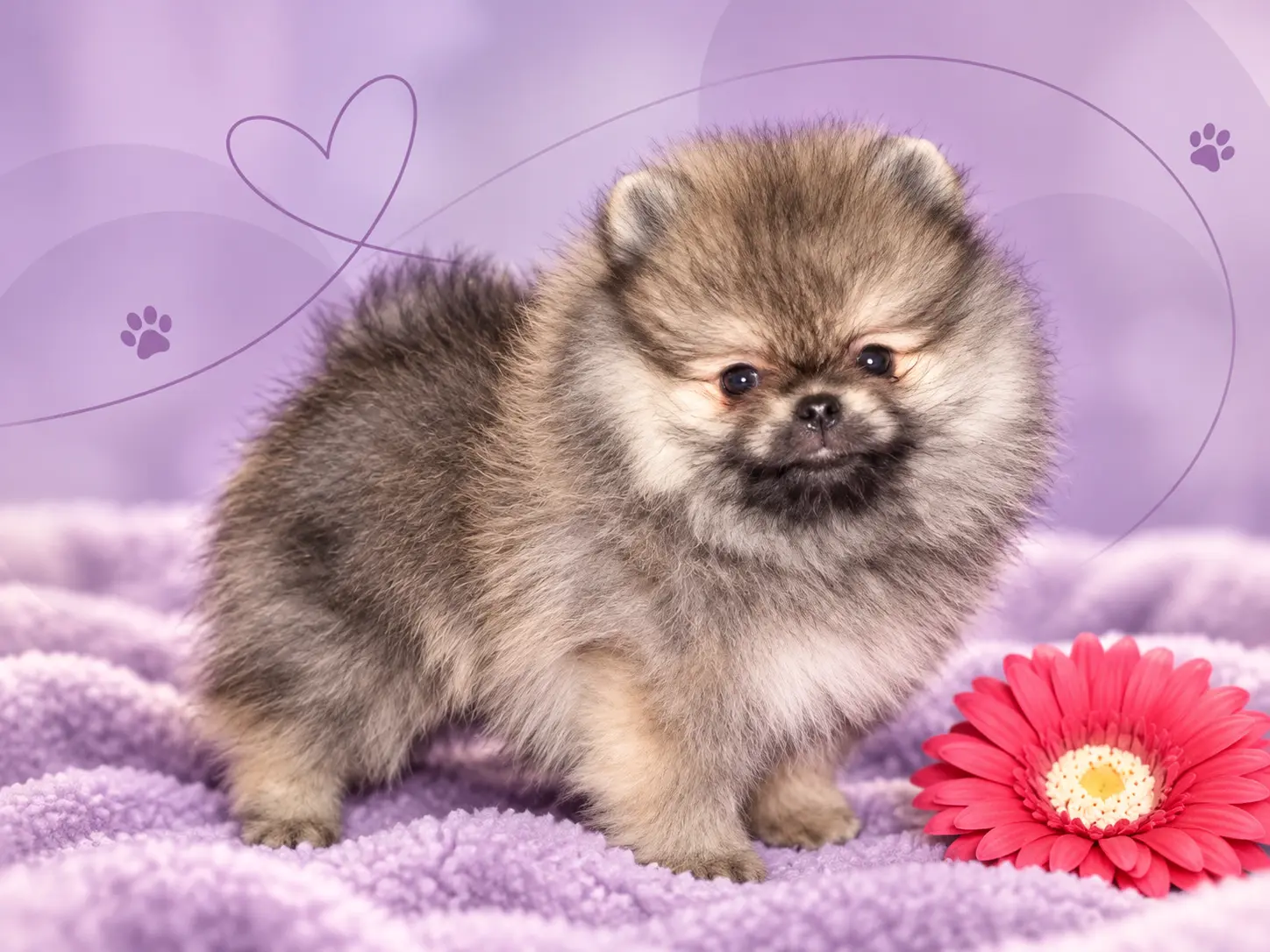 Forsan Pomeranian puppy 2