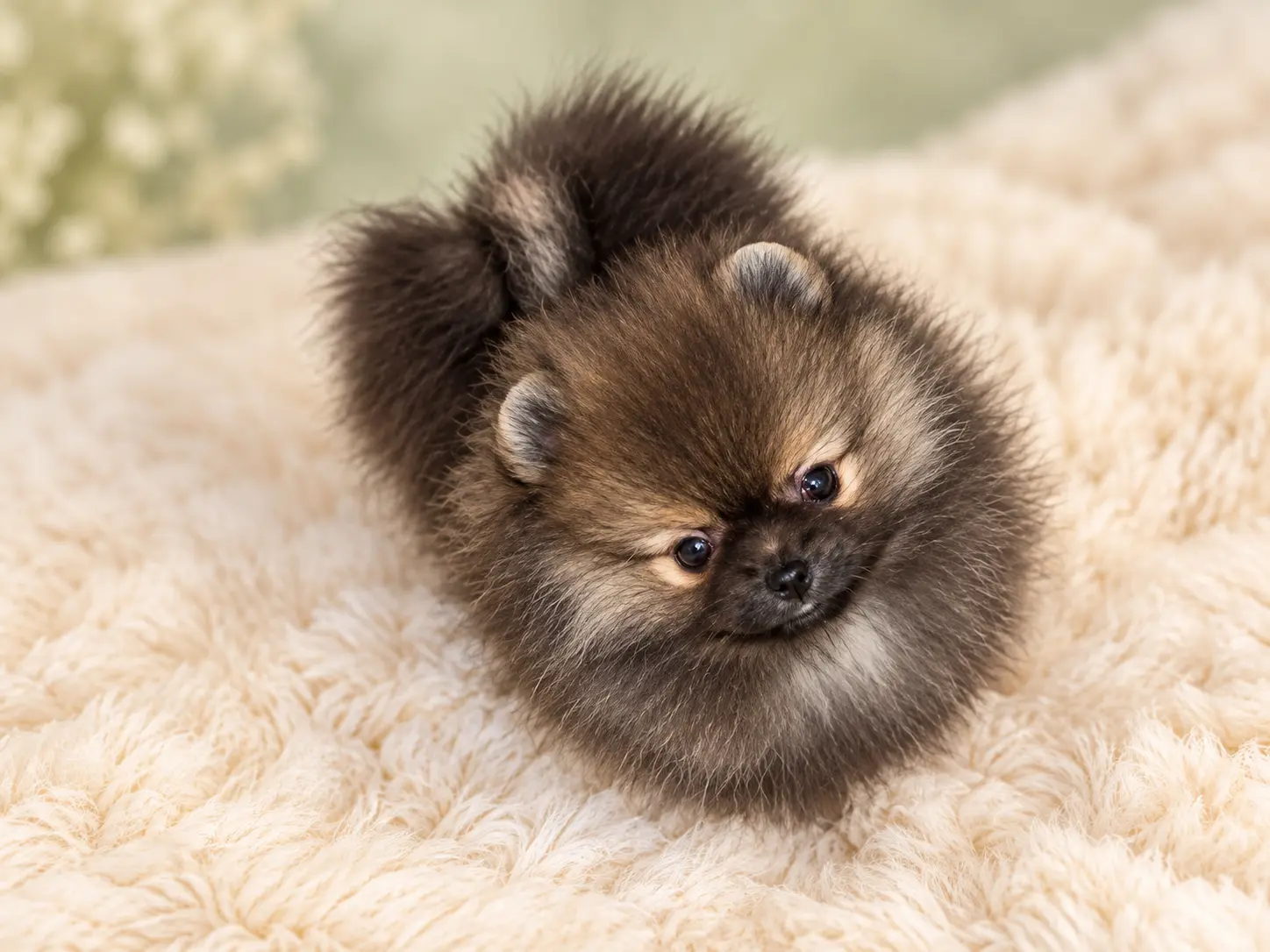 Forsan Pomeranian puppy 4