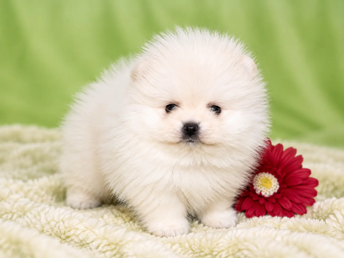 Forsan Pomeranian puppy 5