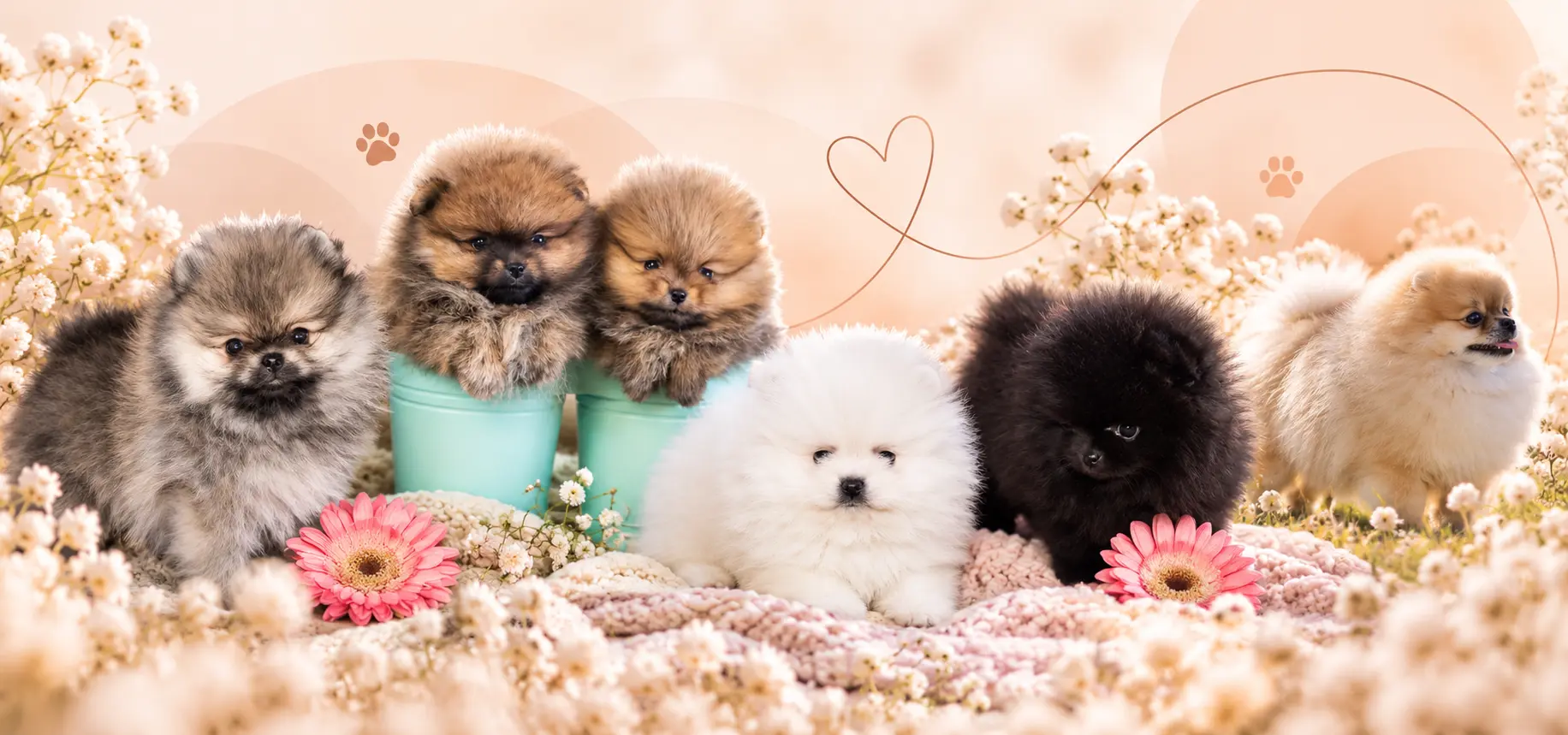 Forsan Pomeranian puppies
